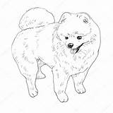 Pomeranian Coloring Pages Dog Drawing Fluffy Colouring Puppy Dogs Outline Puppies Printable Patterns Stock Pomeranians Illustration Color Print Bing Mosaic sketch template