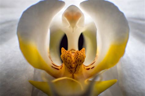 orchid flower image  stock photo public domain photo