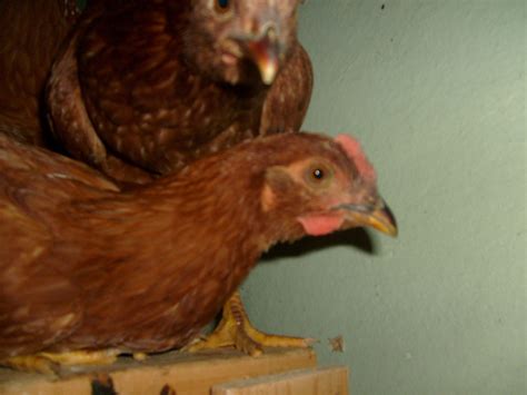 rhode island red sex backyard chickens