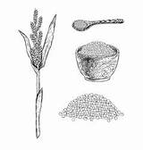 Millet Vector Set Pearl Icon Drawn Sketch Hand Vectors Rye Oat Wheat Cereal sketch template