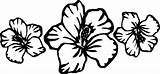 Hawaiian Hibiscus sketch template