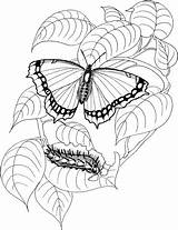 Caterpillar Borboleta Schmetterling Lagarta Bruco Raupen Borboletas Desenhos Papillon Folha Malvorlage Monarch Kleurplaten Malvorlagen Vlinders Flower Categorias sketch template