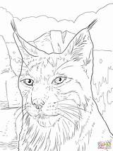 Lynx Coloring Pages Iberian Portrait Drawing sketch template