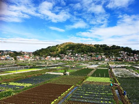 Enjoying The Colors Of La Trinidad Strawberry Farms Lost And Wonder