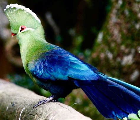 tuneful turacos images  pinterest
