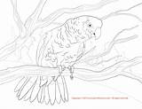 Coloring Amazon Parrot Yellow Double Designlooter Pages Color Drawings 1650 38kb 1275px sketch template