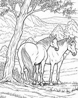 Paarden Kleurplaten Kleurplaat Volwassen Volwassenen Tekenen Paardenhoofd Eenhoorn Schattige Leuke Uitprinten Downloaden Colouring Terborg600 sketch template
