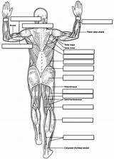 Anatomy Muscles Body Human Labeling Muscle Coloring Worksheet Physiology Muscular System Label Pages Diagram Posterior Worksheets Back Unlabeled Printable Answers sketch template