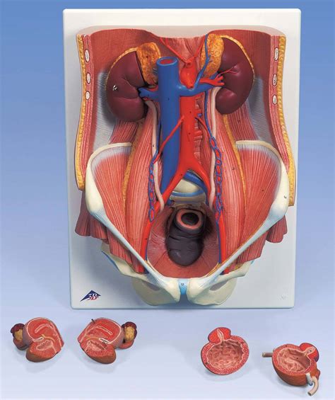3b Scientific K32 Urinary System Model Of The Male And Female 6 Part