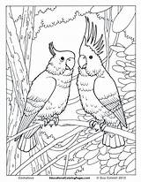 Coloring Pages Animal Birds Printable Book Print Kids Bird Colouring Adult Adults Exotic Animals Realistic sketch template
