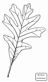 Oak Leaf Coloring Tree Drawing Pages Leaves Little Printable Line Getcolorings Getdrawings Colorings Color Paintingvalley sketch template