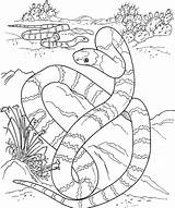 Coloring Snake Pages Desert Printable Python Animals Tiger Color Rattlesnake Print Ball Coral Drawing Long Big Snakes Mamba Getcolorings Burmese sketch template