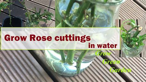 grow rose cuttings  water rose cuttings plant cuttings growing lilies