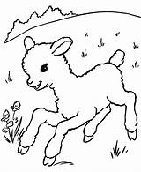 Coloring Pages Lamb Cute Sheep Printable Colouring Template Animals Print sketch template