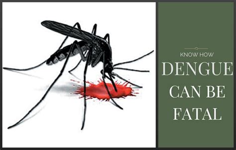 dengue     fatal pgurus