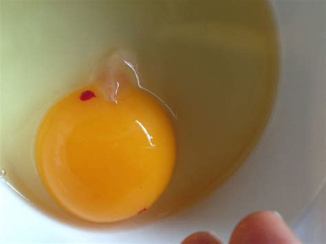 eggs  blood spots safe  eat chicken faqs