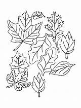 Kleurplaten Blaadjes Foglie Bladeren Blatter Feuilles Natura Animaatjes Gifgratis Malvorlagen1001 Stemmen Prend sketch template