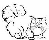 Cat Coloring Pages Forest Printable Norwegian sketch template