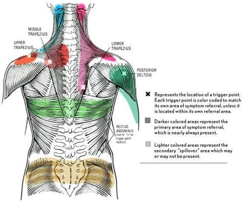 trigger point charts information