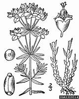 Euphorbia Cyparissias Plants Bugwood Euphorbiaceae Usda Nrcs Database Plant Invasive Spurge Cypress Wiki sketch template