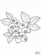 Coloring Blueberry Pages Popular sketch template
