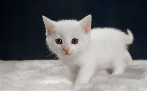 wallpapers small white kitten cute animals cats pets  desktop  pictures