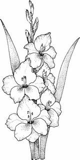 Gladiolus Coloring Pages Categories Printable sketch template