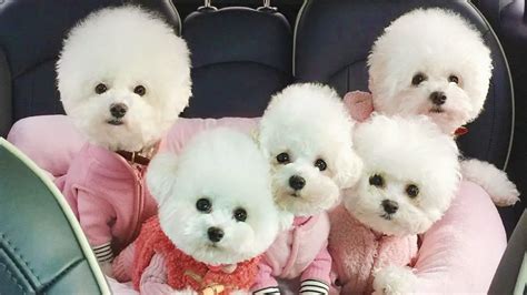 fluffiest dogs  puppies club