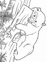 Panda Giant Coloring Pages Colouring Animal Color Sheets Smartest Town Template sketch template