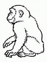 Chimpance sketch template
