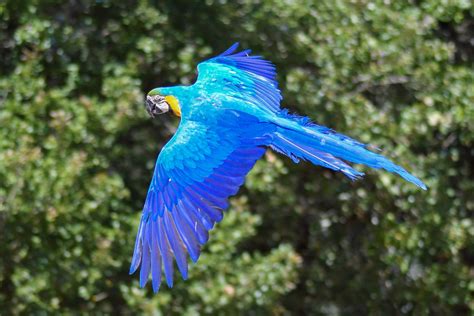 parrots     fly  answered parrot website