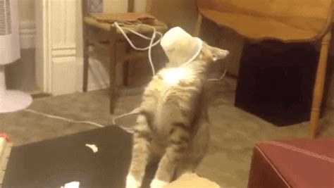 Cat Fail  Find And Share On Giphy