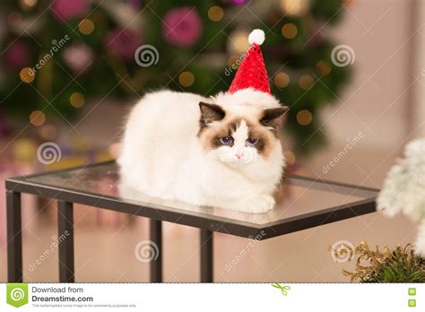 download free xmas time with kitten and rudolph kitten
