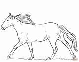 Horse Coloring Pages Horses Running Drawing Printable Draw Print Appaloosa Equestrian Getdrawings Hur Ritar Man Sheets Results Printables Paper Clydesdale sketch template