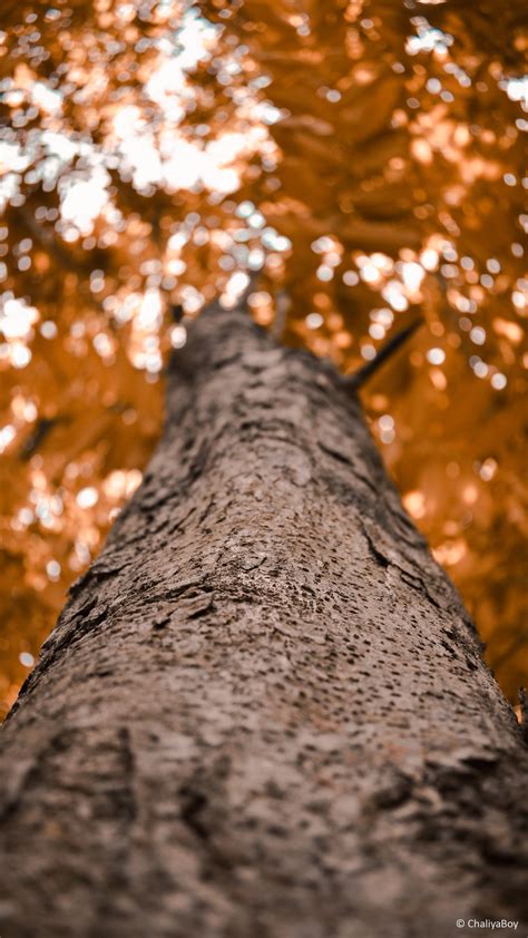 tree   photography  ultra hd mobile wallpaper