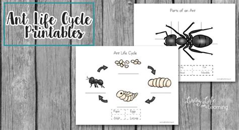 ant life cycle worksheets