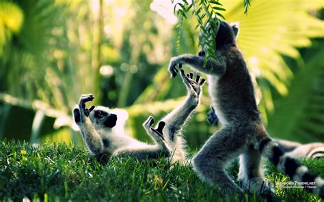 wallpaper  px cute forest fur grass jungle lemur
