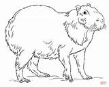 Capybara Coloring Drawing Draw Pages Printable Kids Colouring Sheets Step Supercoloring Tutorials Outline Capybaras Cute Drawings Sketch Animal 25kb 797px sketch template