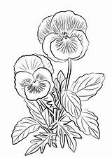 Pansy Pansies Supercoloring sketch template