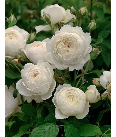 claire austin ft cm standard rose roses victoria