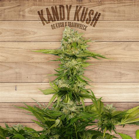 kandy kush   plant strainsio cannabis marijuana strain info