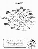 Physiology Nervous Anatomie Biologie Workbook Getdrawings Nurses Coloringhome Vicoms sketch template