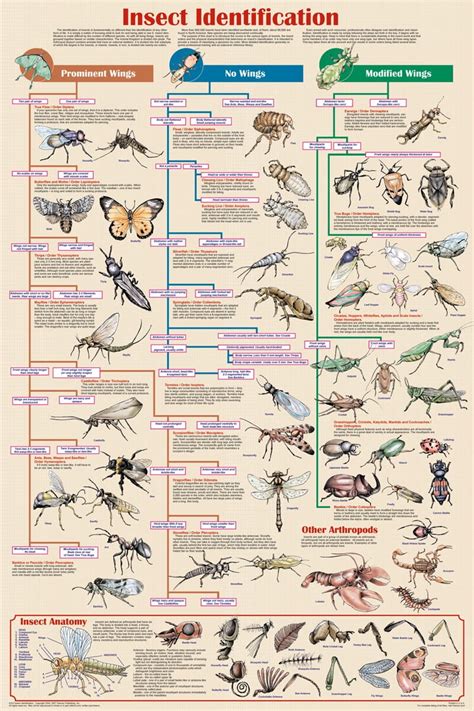 insect identification educational      posters  feenixx