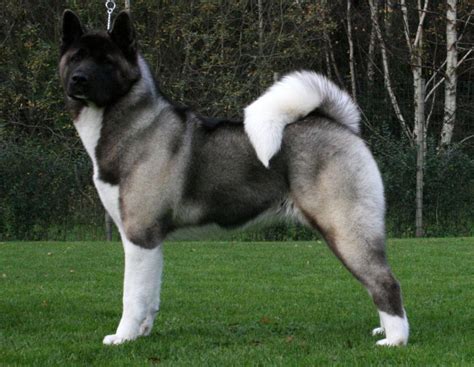 cute puppies  dogs pictures akita dog reviews  pictures
