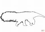 Anteater Coloring Outline Pages Online Supercoloring Categories sketch template