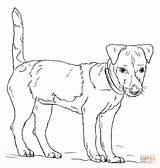 Russell Terrier Russel Ausmalbild Ausmalbilder Kleurplaat Jak Coloriage Imprimer Supercoloring Rysunek Krok Kleurplaten Cani Dogs Psow Honden sketch template