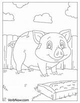 Pigs Pen Verbnow sketch template