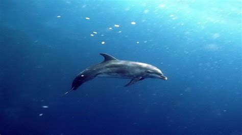 [39 ] dolphin underwater wallpaper on wallpapersafari