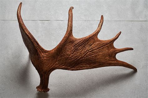 moose antler shed taxidermy antlers mount horns skull carving real decor st