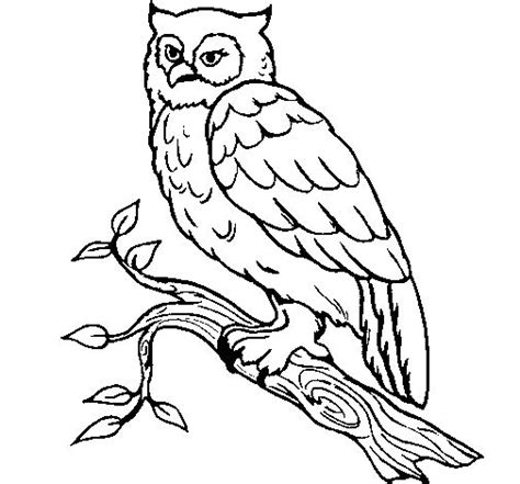 coloring page barn owl  color  coloringcrewcom bird